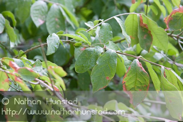 Leaves_2008-08-16_IMG_1352